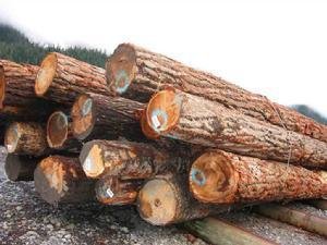 进口美国阔叶木或将成为家具制造的主用木材